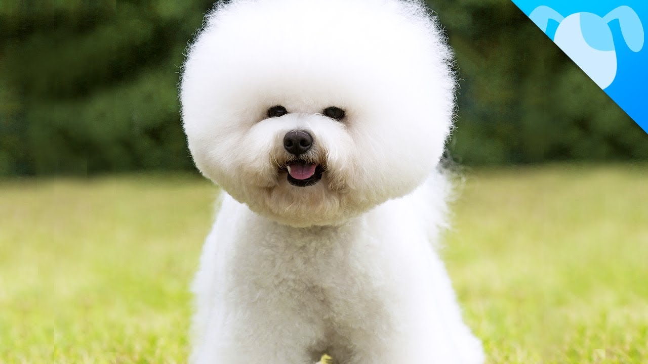 Bichon Frise