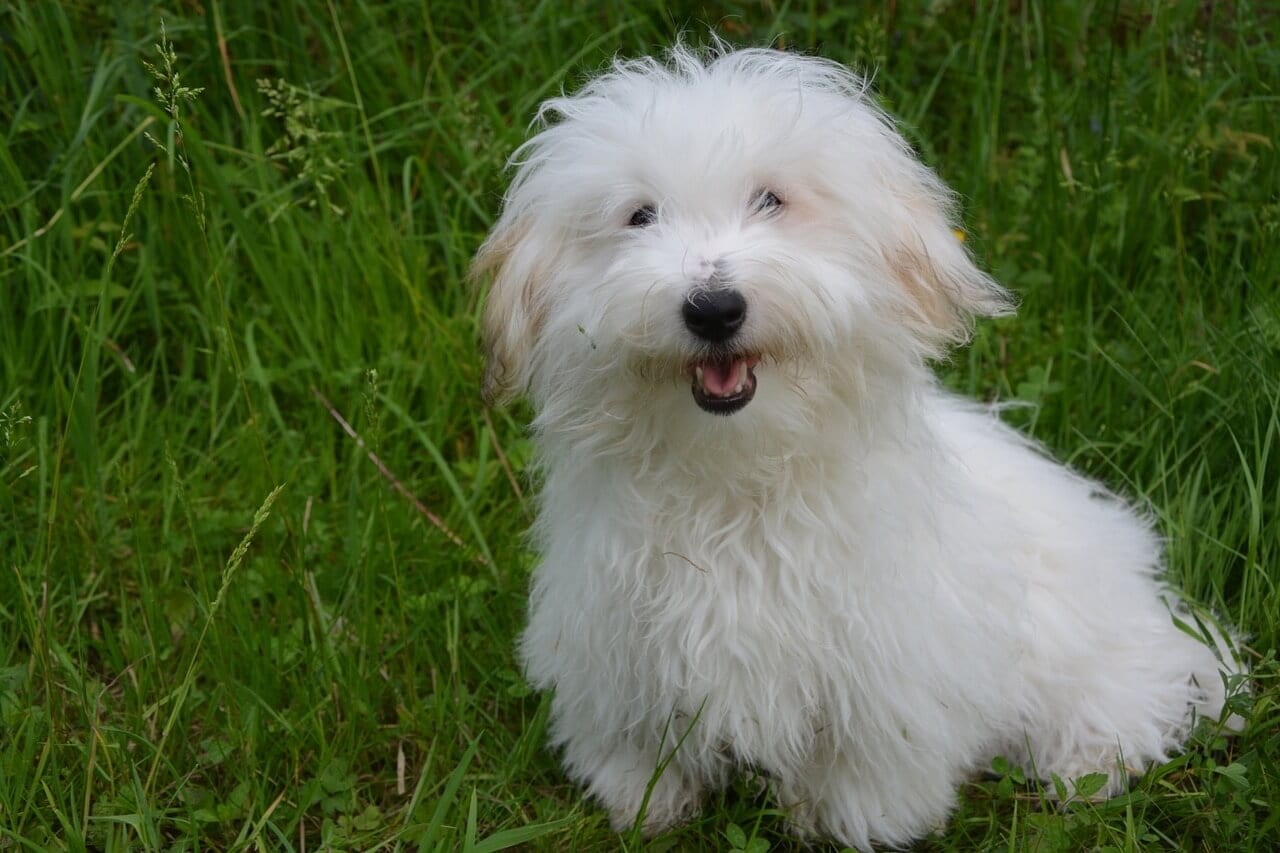 Coton de Tulear