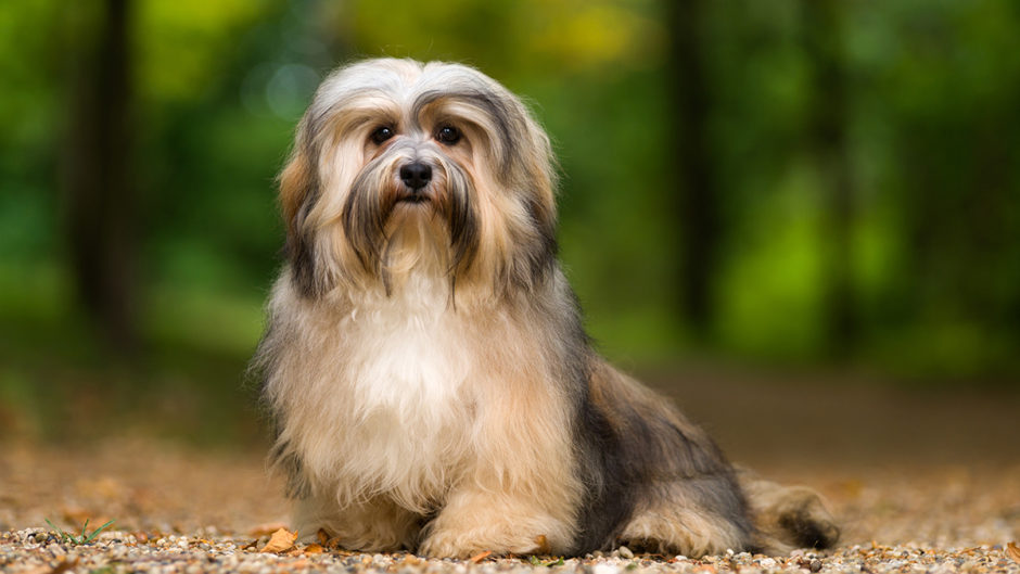 Havanese