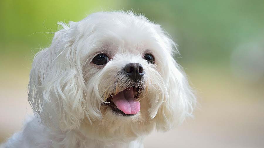 Maltese