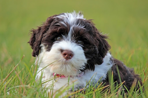 Portuguese Water Dog