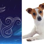 What Breed Would You Be if You Were a Dog? The Zodiac Criteria!