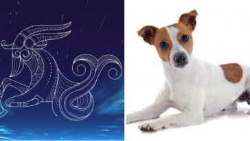 What Breed Would You Be if You Were a Dog? The Zodiac Criteria!
