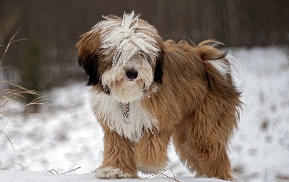 Tibetan terrier