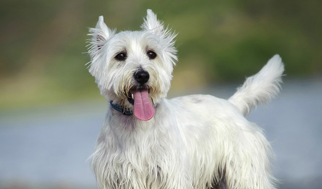 West Highland Terrier