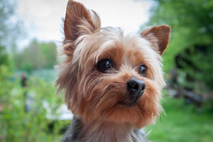 Yorkshire terrier