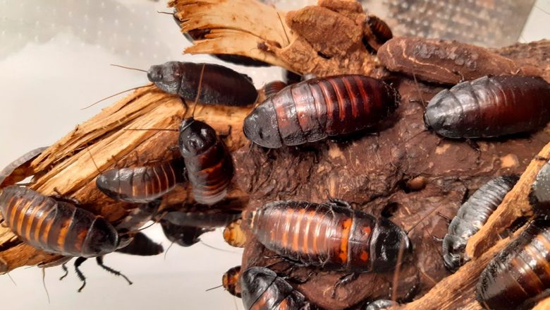 dreaming-of-cockroaches-sign-of-good-luck-or-not-curated-magazine