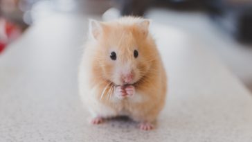 selective focus photography of brown hamster