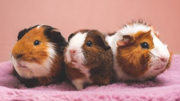 brown and white guinea pig on pink textile